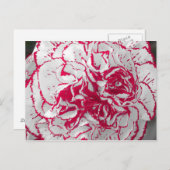 Postcard - Carnation in Rot und Weiß Postkarte (Vorne/Hinten)