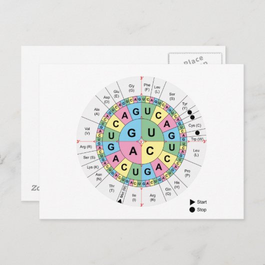 Postcard Codons Amino Acids Chart Genetic Code DNA Postkarte (Vorne/Hinten)