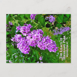Postcard - Die Lila Lilacs des Highland Park Postkarte