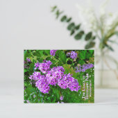 Postcard - Die Lila Lilacs des Highland Park Postkarte (Stehend Vorderseite)
