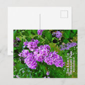 Postcard - Die Lila Lilacs des Highland Park Postkarte (Vorne/Hinten)