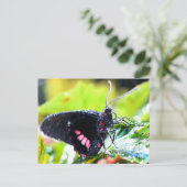Postcard/Doris Langschwingenschmetterling Postkarte (Stehend Vorderseite)