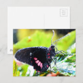 Postcard/Doris Langschwingenschmetterling Postkarte (Vorne/Hinten)