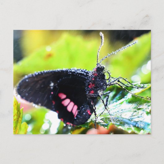 Postcard/Doris Langschwingenschmetterling Postkarte (Vorderseite)