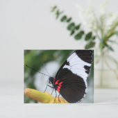 Postcard/Doris Langschwingenschmetterling Postkarte (Stehend Vorderseite)