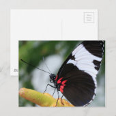 Postcard/Doris Langschwingenschmetterling Postkarte (Vorne/Hinten)