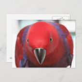 Postcard Eclectus Papagei Rotes Haustier Postkarte (Vorne/Hinten)