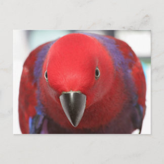 Postcard Eclectus Papagei Rotes Haustier Postkarte