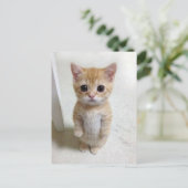 Postcard El Gato Cat Meme Postkarte (Stehend Vorderseite)