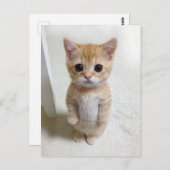 Postcard El Gato Cat Meme Postkarte (Vorne/Hinten)