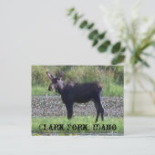 POSTCARD ~ "Elch in the Meadow" - Clark Fork, ID Postkarte (Stehend Vorderseite)