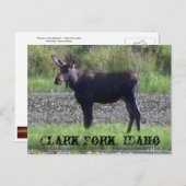 POSTCARD ~ "Elch in the Meadow" - Clark Fork, ID Postkarte (Vorne/Hinten)