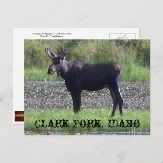 POSTCARD ~ "Elch in the Meadow" - Clark Fork, ID Postkarte (Vorne/Hinten)