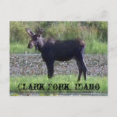 POSTCARD ~ "Elch in the Meadow" - Clark Fork, ID Postkarte (Vorderseite)