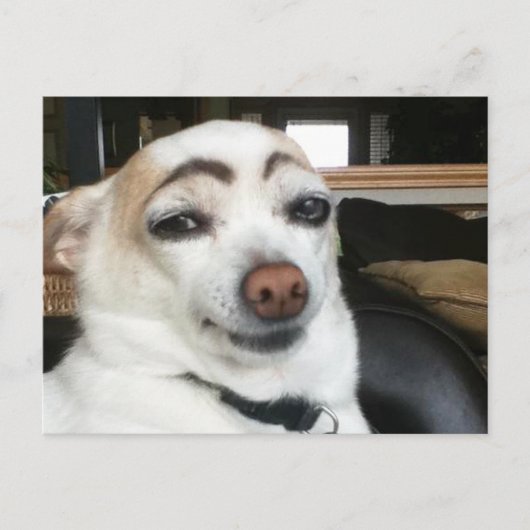 Postcard Eyebrow Dog Meme Postkarte (Vorderseite)