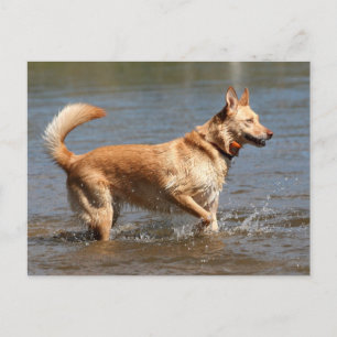 Postcard Fena Postkarte