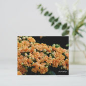 Postcard Floral Orange Begonias Postkarte (Stehend Vorderseite)