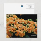 Postcard Floral Orange Begonias Postkarte (Vorne/Hinten)