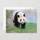 Postcard Foto Riesenpanda, Tiere 0328. Postkarte (Vorne/Hinten)