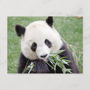 Postcard Foto Riesenpanda, Tiere 0330. Postkarte