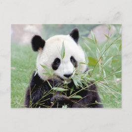 Postcard Foto Riesenpanda, Tiere 0331. Postkarte