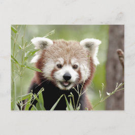 Postcard Foto Rote Panda , Tiere 0503. Postkarte