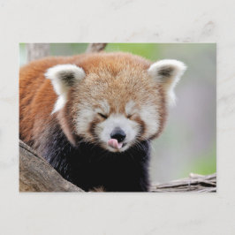 Postcard Foto Rote Panda , Tiere 0504. Postkarte
