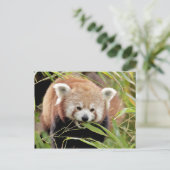 Postcard Foto Rote Panda , Tiere 0506. Postkarte (Stehend Vorderseite)