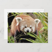 Postcard Foto Rote Panda , Tiere 0506. Postkarte (Vorne/Hinten)