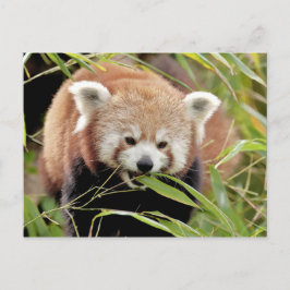 Postcard Foto Rote Panda , Tiere 0506. Postkarte