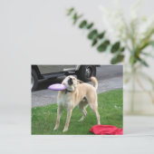 Postcard Frisbee Dog Meme Postkarte (Stehend Vorderseite)