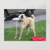 Postcard Frisbee Dog Meme Postkarte (Vorderseite)