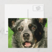 Postcard für australische Rinder Postkarte (Vorne/Hinten)