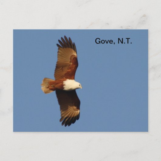 Postcard Gove Brahminy Kite Postkarte (Vorderseite)