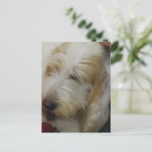 Postcard Grand Basset Dog Postkarte (Stehend Vorderseite)