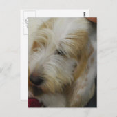 Postcard Grand Basset Dog Postkarte (Vorne/Hinten)