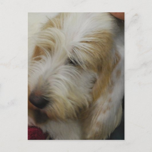 Postcard Grand Basset Dog Postkarte (Vorderseite)