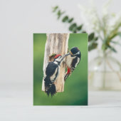 Postcard Great Spotted Woodpecker feeding young Postkarte (Stehend Vorderseite)