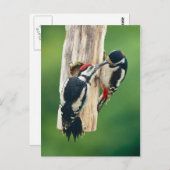 Postcard Great Spotted Woodpecker feeding young Postkarte (Vorne/Hinten)