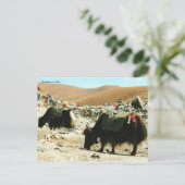 Postcard Himalayan Yaks Postkarte (Stehend Vorderseite)