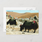 Postcard Himalayan Yaks Postkarte (Vorne/Hinten)