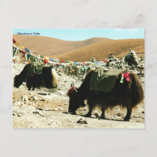 Postcard Himalayan Yaks Postkarte