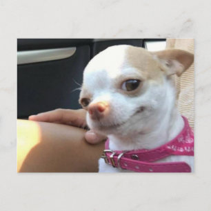 Postcard Hübsch Chihuahua Dog Meme Postkarte