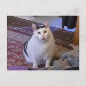 Postcard Huh Cat Meme Postkarte (Vorderseite)