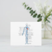 Postcard Human Circulatory System of Venen Postkarte (Stehend Vorderseite)