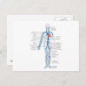 Postcard Human Circulatory System of Venen Postkarte (Vorne/Hinten)