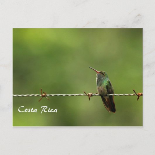 Postcard Hummingbird Costa Rica Postkarte (Vorderseite)