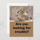 Postcard Humor Echse schaut herausfordernd hervor Postkarte (Vorne/Hinten)