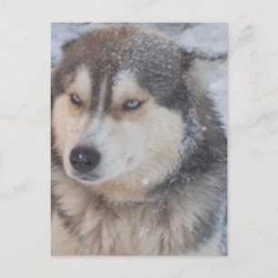 Postcard Husky Blue Eyes Postkarte