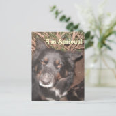 Postcard Husky Collie Cross Postkarte (Stehend Vorderseite)